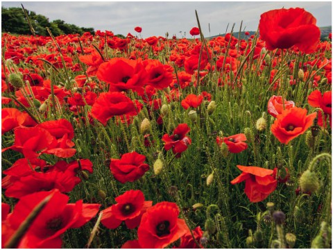 South Taranaki RSA poppy display