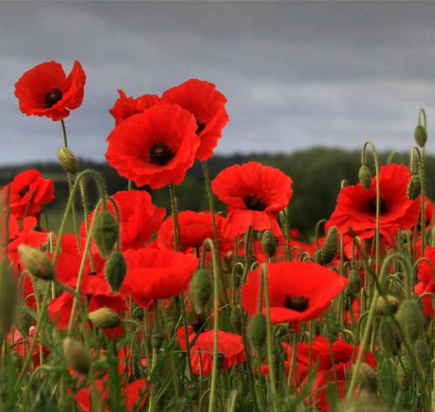 Poppies